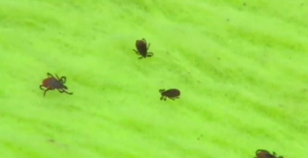 The Pfizer Lyme Vaccine Trial Missed Its Goal — And Pfizer Is Filing for Approval Anyway