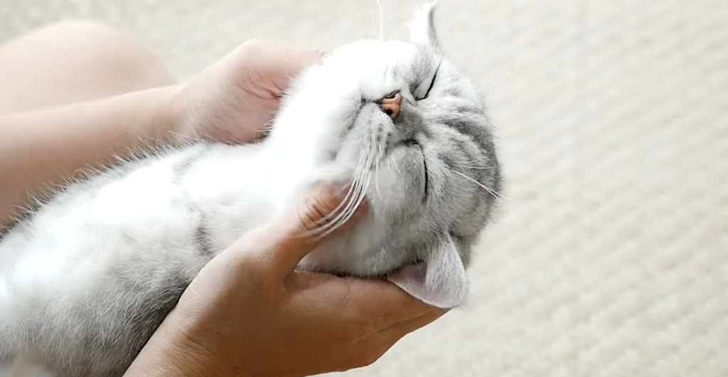 The Aimée Raclot Cat Lawsuit That Has Divided France: One Stray Cat, Two Owners, and a Criminal Investigation