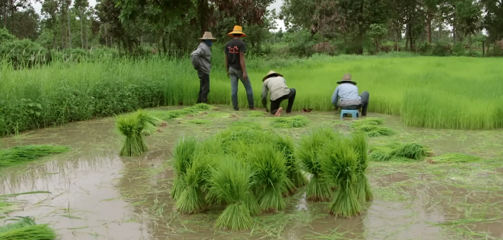 Why the World's Most Important Rice Paddies in Vietnam Are Going Underwater — Permanently