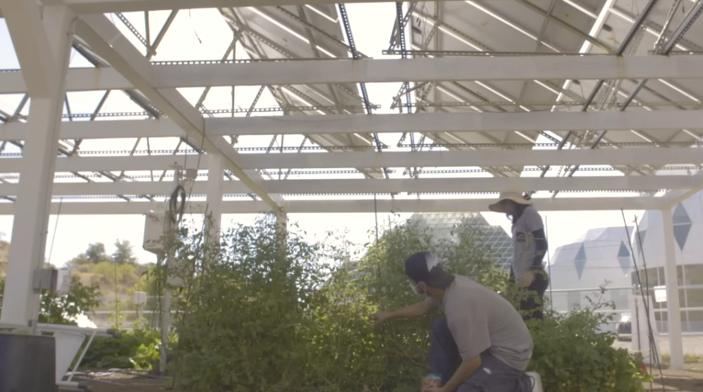 The Agrivoltaics Movement: Why Farmers Are Growing Crops Underneath Solar Panels