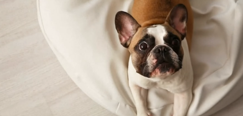 PETA American Kennel Club Lawsuit: Judge Tosses the Case — But the Dogs Still Can't Breathe