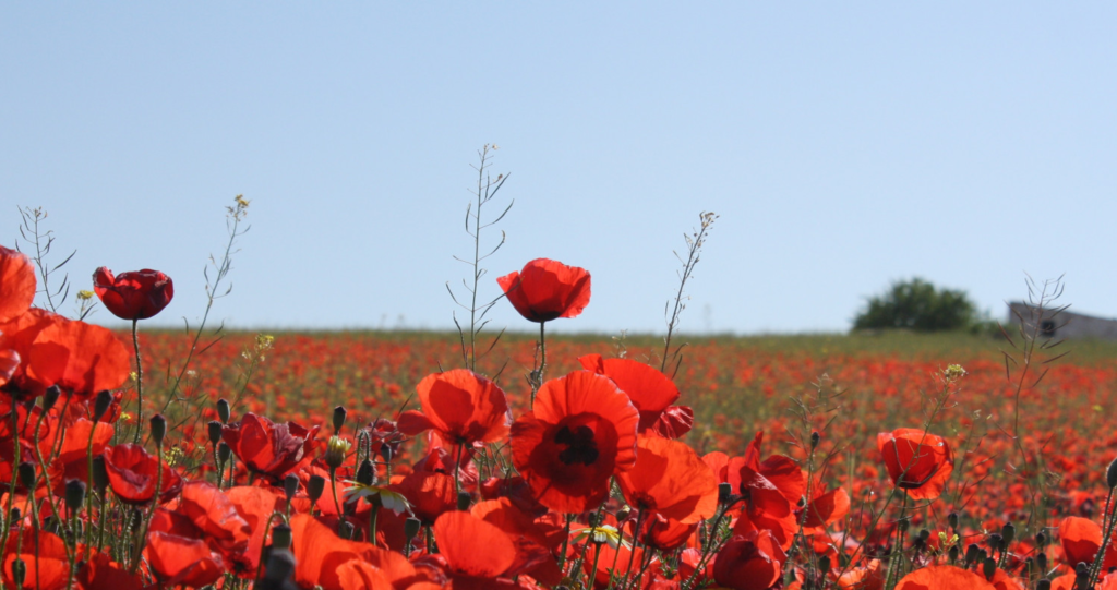Anzac Day at 111: Why the Dawn Service Still Stops a Nation Cold